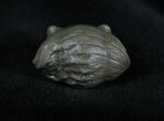 Enrolled Isotelus Trilobite Very Inflated #1399-1